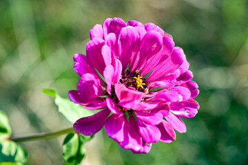 Pink Zinnia flower close up