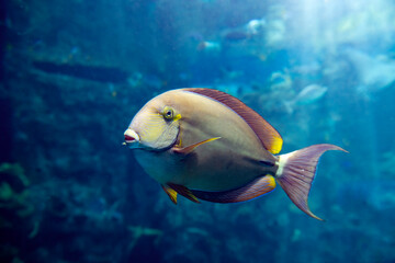 Fototapeta na wymiar Yellowfin Surgeonfish