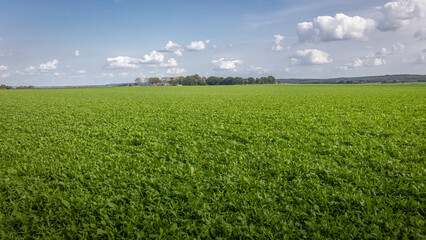 Fototapeta na wymiar Hectares full of fresh radishes in the autumn on the farmland in the province of North Brabant, the Netherlands
