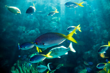 School of Yellowtail Fusiliers swimming together
