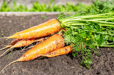 Harvested organic ripe carrots grown locally at the vegetable garden