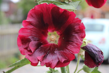 Close up picture of deep red Hollyhock flower