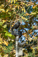 An artificial bird perched atop a lamp amid the trees, successfully and humorously scaring off its real avian counterparts, exemplifying the ingenuity of bird deterrent methods