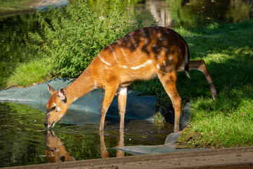 In a serene moment by the pond's edge, a Sitatunga doe delicately sips from the still waters,...