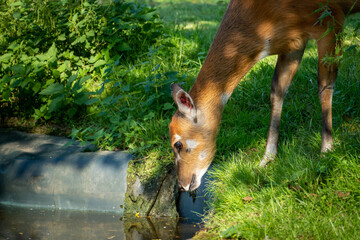 In a serene moment by the pond's edge, a Sitatunga doe delicately sips from the still waters,...