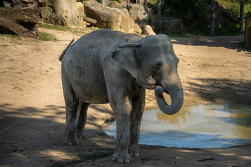Seeking solace in the shade by the water's edge, an elephant finds respite from the sun, embodying tranquility and natural beauty in its habitat.