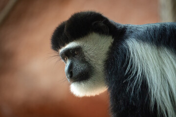In a captivating close-up, a Colobus Guereza monkey reveals its intricate beauty and unique features, a testament to the fascinating diversity of primates.
