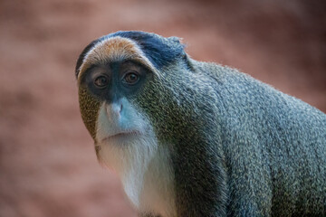 Intricate details come to life in a close-up of a De Brazza's monkey, showcasing its unique facial features and expressive eyes, a testament to the captivating diversity of primates.