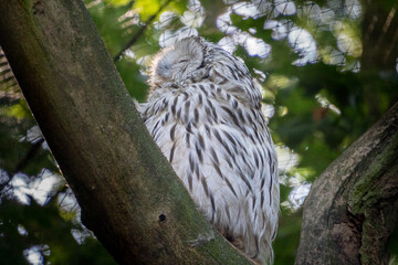 Serene and undisturbed, an Ural Owl finds peaceful slumber on a sturdy branch, showcasing the quiet grace of this nocturnal hunter.