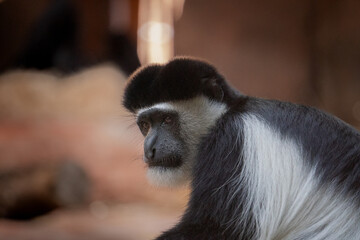 In a captivating close-up, a Colobus Guereza monkey reveals its intricate beauty and unique features, a testament to the fascinating diversity of primates.
