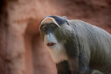 Intricate details come to life in a close-up of a De Brazza's monkey, showcasing its unique facial features and expressive eyes, a testament to the captivating diversity of primates.