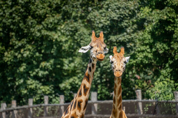 Two towering giraffes lean in for a close encounter, their curious heads filling the frame with elegant grace and gentle curiosity at the zoo.