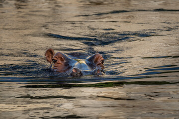 Fototapeta premium Graceful and powerful, a hippo glides through the serene waters of the lake, epitomizing the tranquility and grandeur of these magnificent aquatic creatures.