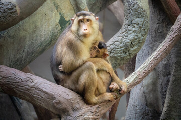 A heartwarming scene unfolds as a Macaque mother cradles her precious baby on a sturdy branch, epitomizing the tender bonds of maternal love in the primate world.