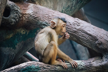 Perched on a branch, a baby Macaque monkey enjoys a meal, demonstrating the developing independence and dexterity of these young primates.