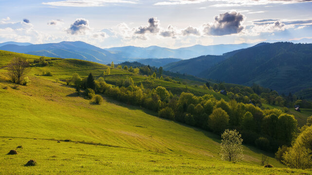 carpathian rural landscape in spring. trees on the grassy hills rolling down in to the distant valley. wonderful scenery in warm evening light. fluffy clouds on the blue sky