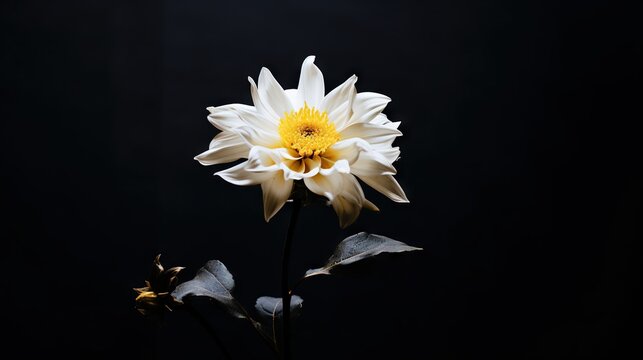  a white flower with a yellow center on a black background.  generative ai