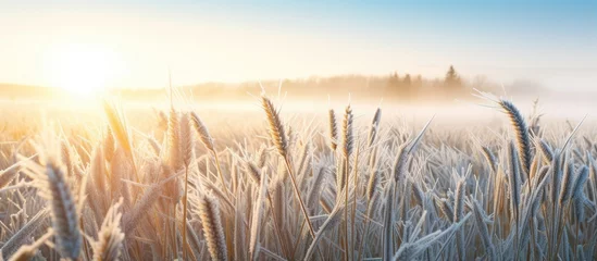 Papier Peint photo autocollant Herbe Spring frosts damaged winter crops and frozen plants in the meadow at sunrise affecting the sowing of wheat in agricultural fields covered with hoarfrost during the spring campaign