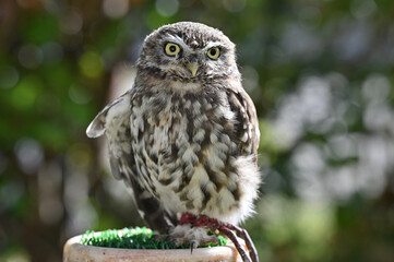 Portrait of Eurasian pygmy owl falconry