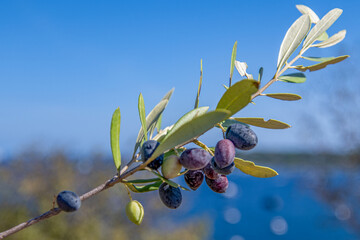Branche d'olivier avec ses fruits avec la mer en arrière plan flouté