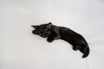black kitten sleeping on a white background. Cozy house concept