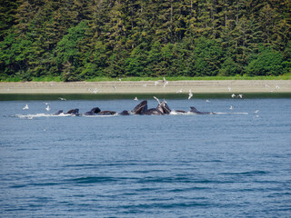 Humpback Whales Bubble Feeding Outside Juneau, Alaska