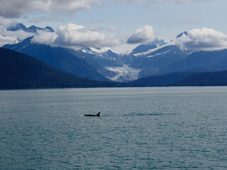 Orca Swimming past Mountains and Glacier outside Juneau, Alaska