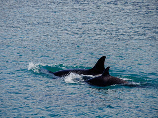 Pod of Orca Swimming outside Juneau, Alaska