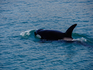 Pod of Orca Swimming outside Juneau, Alaska