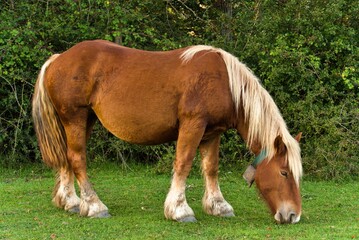 a brown mare with a blonde mane of great strength, a Burguete breed native to Navarre, Spain and...