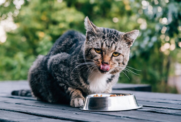 Gray cute cat eating dry food from the metallic bowl on the outdoor background and is licking his lips. Show tongue. Stray hungry pet. The concept of helping and feeding homeless animals