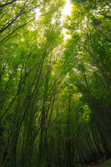 Lush green forest vertical view. Carbon neutrality concept background - obrazy, fototapety, plakaty