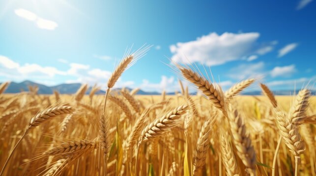 A field of ripe wheat under a blue sky