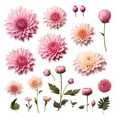 a set of beautiful pink roses, flowers, buds and leaves highlighted on a transparent background, top view, flat styling, , PNG, transparent background