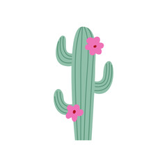 Cactus with pink flowers on isolated background. Vector flat illustration