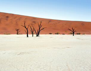 red sand dunes, salt ground and dead trees, the landscape at Deadvlei