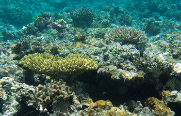 Fototapeta na wymiar View of coral reef
