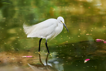 Little Egret small heron white bird hunting on lake in indian Lodi Gardens city park in New Delhi
