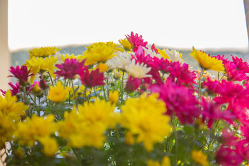 spring flowers border