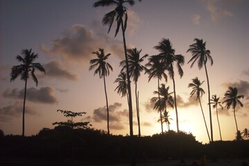 Palmeras al anochecer 