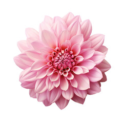 delicate pink chrysanthemum flower buds and leaves isolated