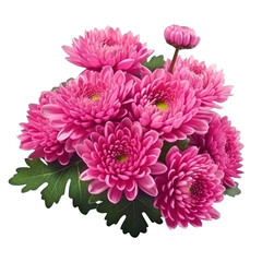 delicate pink chrysanthemum flower buds and leaves isolated