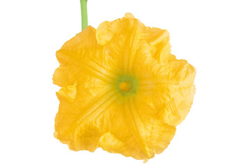 Yellow pumpkin or zucchini flower isolated on a white background. Top view. Flat lay