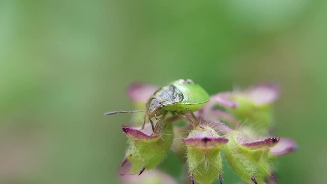 Young larva of Green Shield Bug (Green Stink Bug, Black and green shield Bug, Palomena prasina) on Holy Basil (Tulsi, Thulasi, Ocimum sanctum) - Macro closeup side view