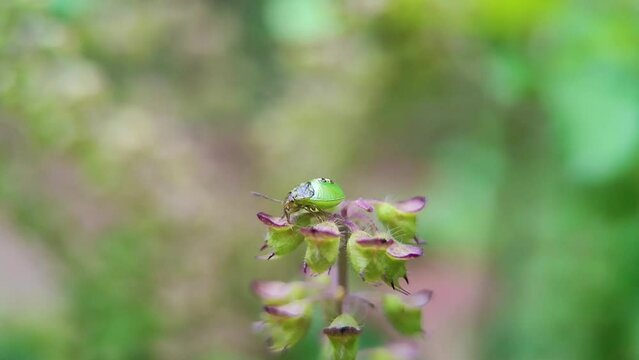 Young larva of Green Shield Bug (Palomena prasina, Green Stink Bug) on top of Holy Basil (Tulsi,Thulasi, Ocimum sanctum) flowers - Macro closeup side view