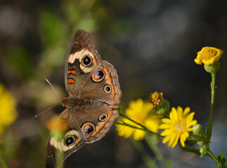 Brown butterfly up close