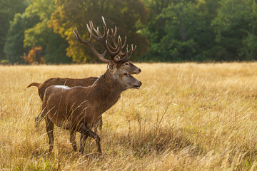Naklejka na ściany i meble Richmond park, the red deer (Cervus elaphus) Two go through the grass