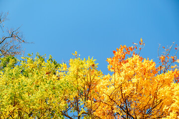 Ash tree branch with yellow leaves in autumn on blue sky background. Bright colors. Beauty in nature. October colors. Tree tops. Fall season. Warm sunny weather concept. Natural texture. Golden park