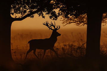 Fototapeta na wymiar the red deer (Cervus elaphus) Richmond park, dark silhouette in red sunrise