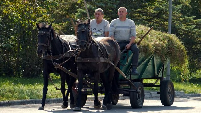 Horse. Harnessed horse. Cart with a horse. Horses pulling old wooden cart.